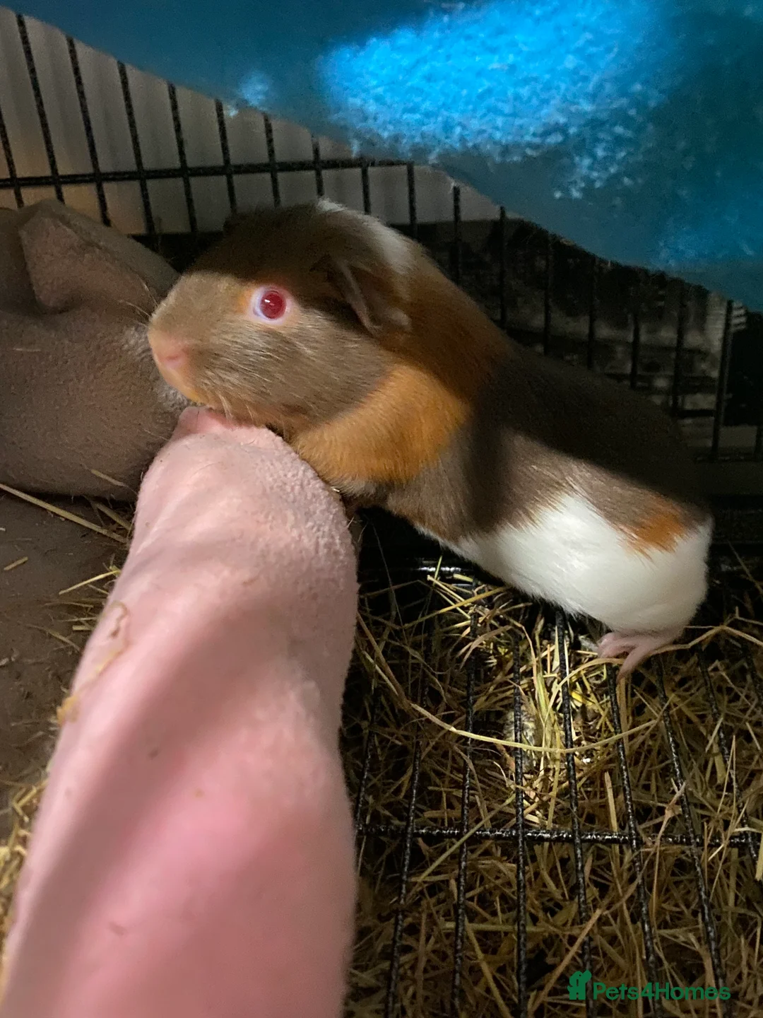 Guinea Pig rodents for sale: Male Guinea pig  - Advert 5