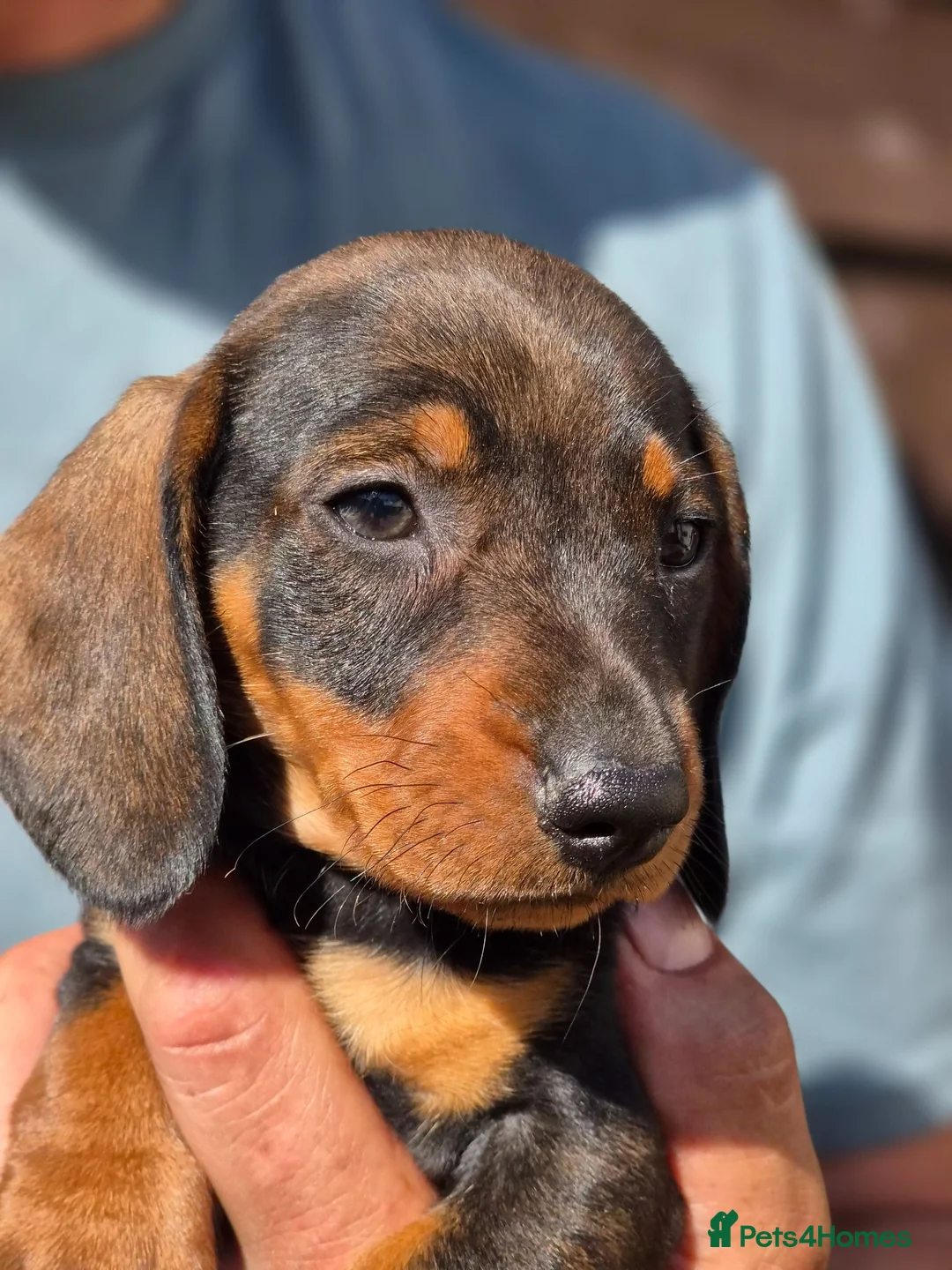 Dachshund dogs for sale: Wirehaired dachshund teckel pups in Crook - Advert 9