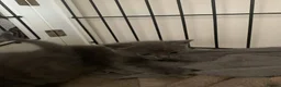 Mixed Breed cats for sale: main coon Bengal Russian blue mixed kittens  - Advert 5