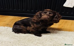 Cocker Spaniel dogs for sale: 1 year old working cocker  - Image 5