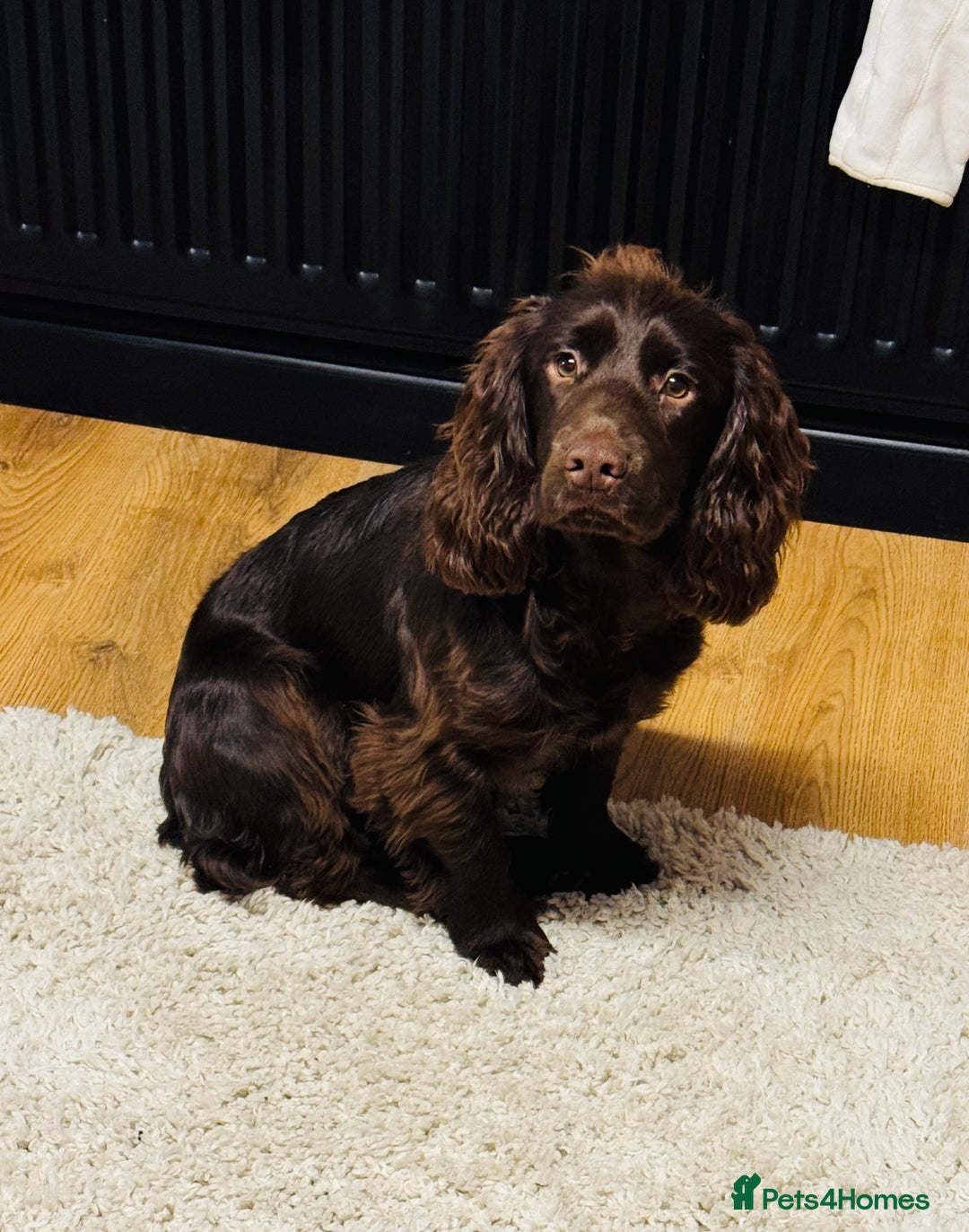 Cocker Spaniel dogs for sale: 1 year old working cocker  - Image 5