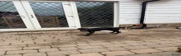 Cane Corso dogs for sale: BEAUTIFUL CANE CORSO puppies. PROTECTION+FAMILY - Advert 11