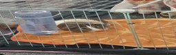 Guinea Pig rodents for sale: Duke & Patrick  in Caldicot - Advert 5