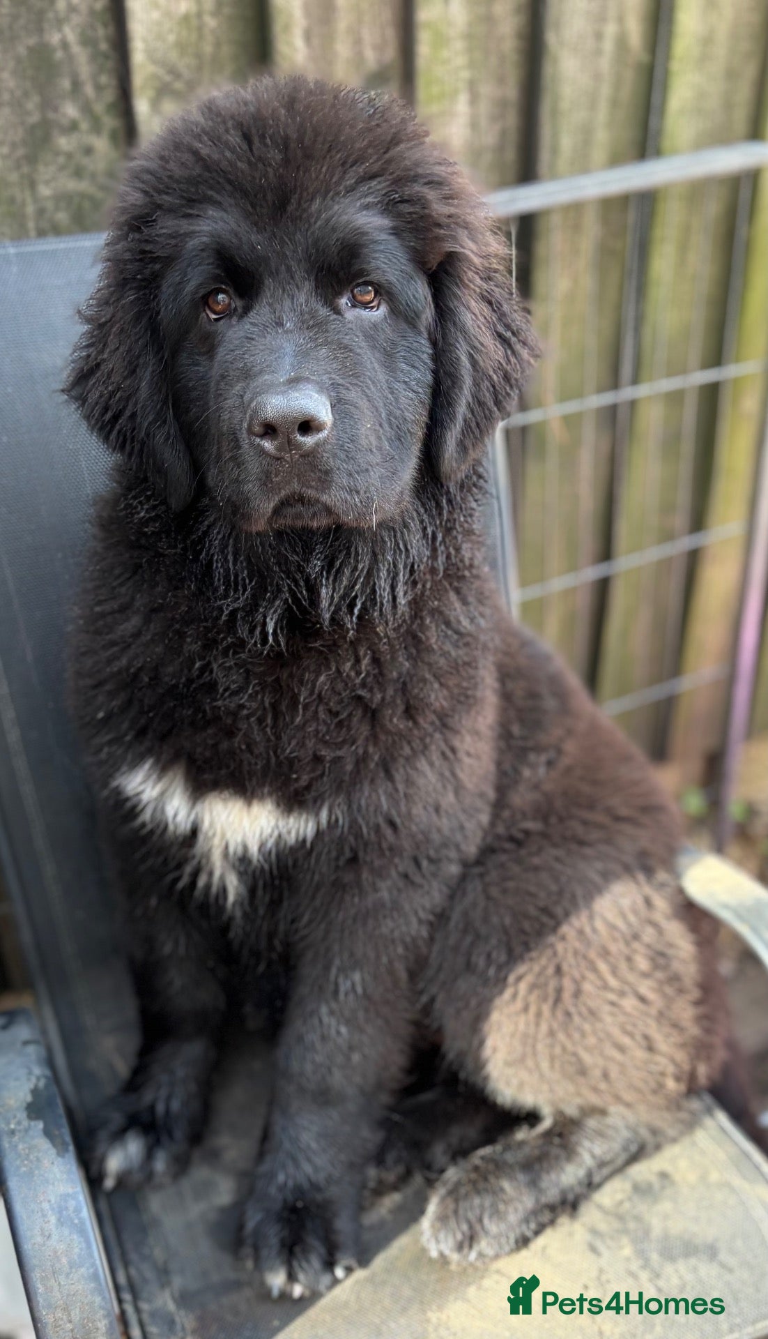 Newfoundland dogs Gorgeous Newfie Shepherd girl 5 months old - Advert 1