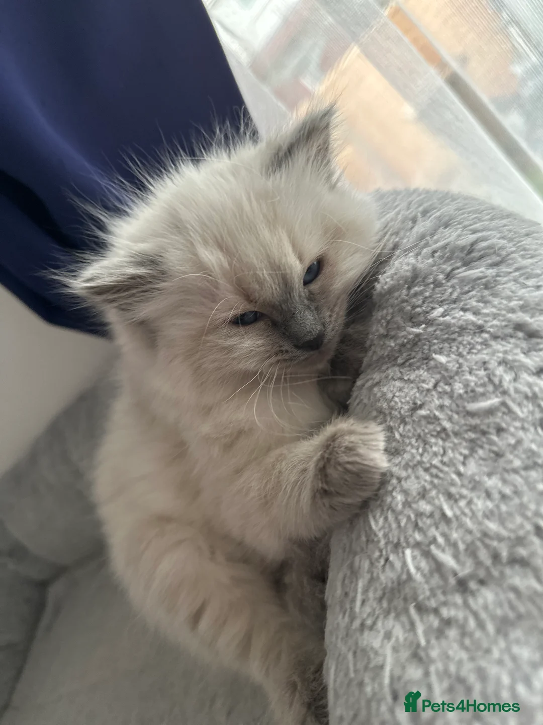 Ragdoll cats for sale: Gorgeous ragdoll girls!  - Advert 24