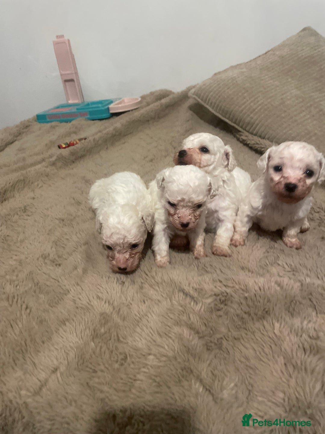 Bichon Frise dogs for sale: BEAUTIFUL BICHONS  - Advert 8