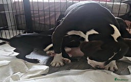 Mixed Breed dogs for sale: Beautiful mixed breed puppies - Image 18