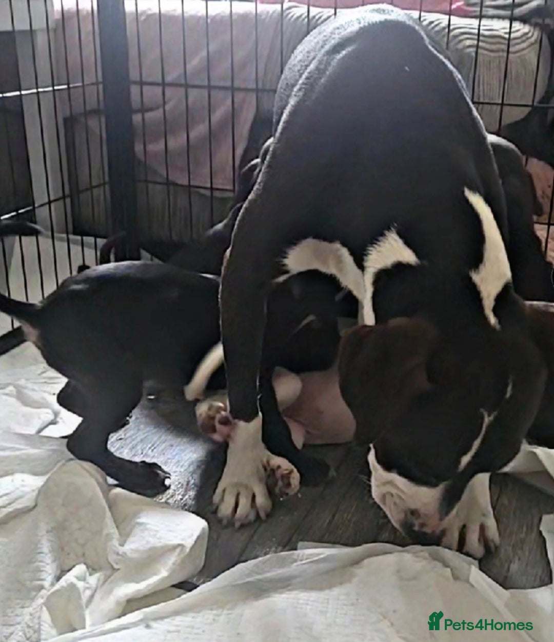 Mixed Breed dogs for sale: Beautiful mixed breed puppies - Image 18
