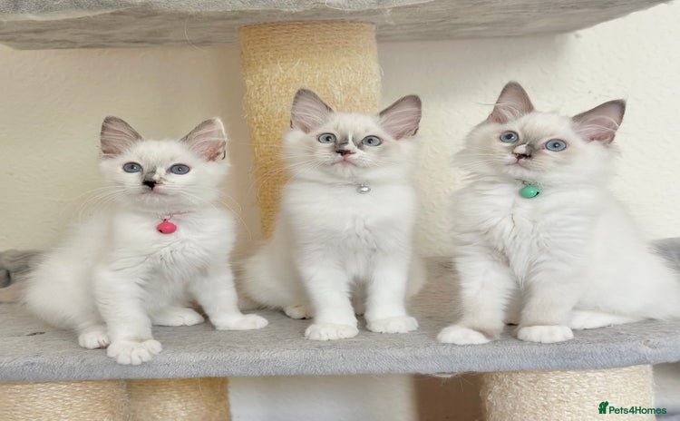Ragdoll cats - Advert 3