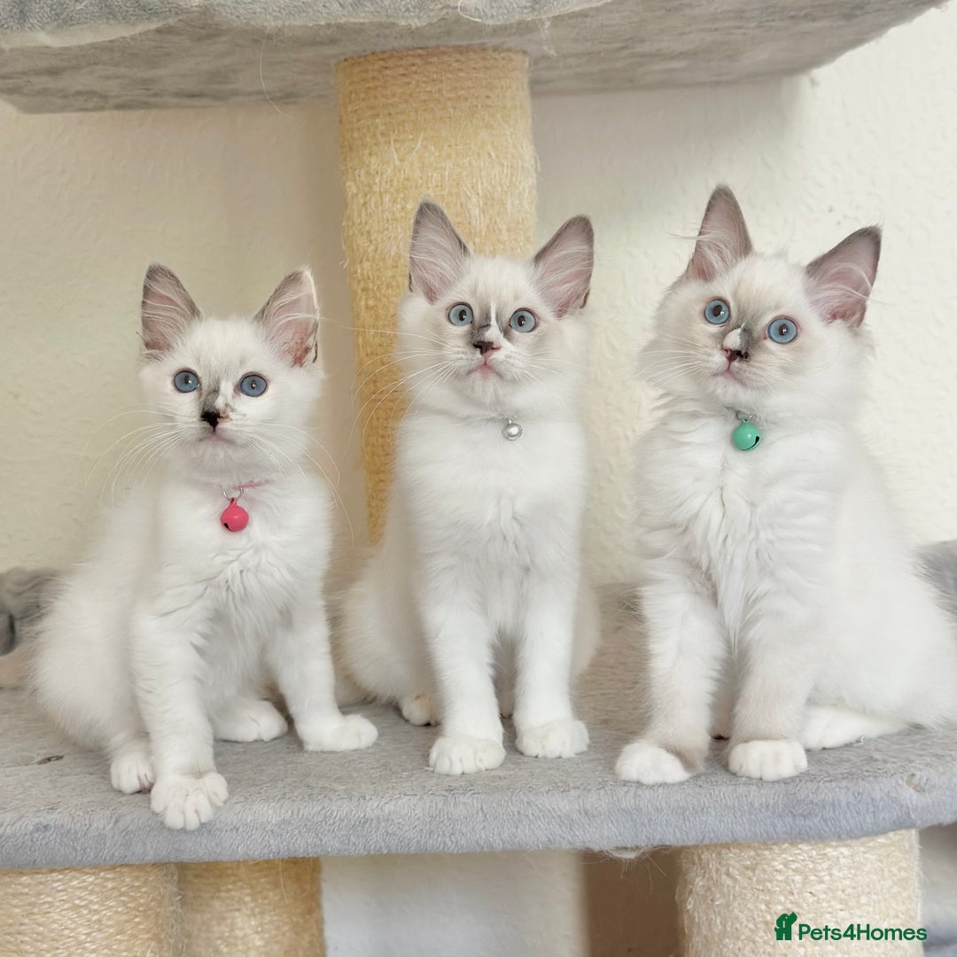 Ragdoll cats for sale: Gentle, Affectionate, Cuddly, Playful Kittens - Image 1