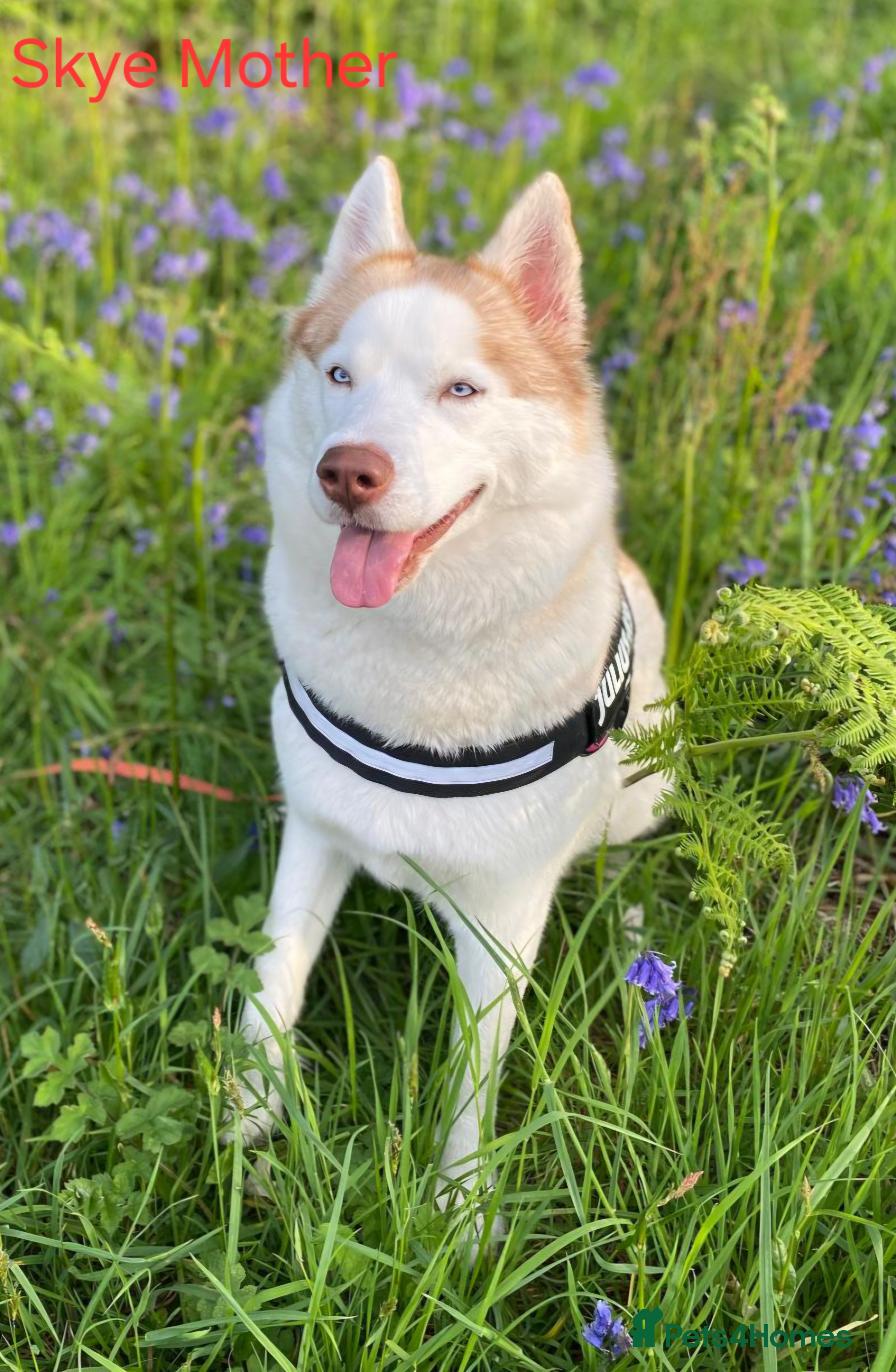 Siberian Husky dogs Pure Siberian Huskies 3 Puppies - Advert 15