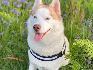 Siberian Husky dogs Pure Siberian Huskies 3 Puppies - Advert 15