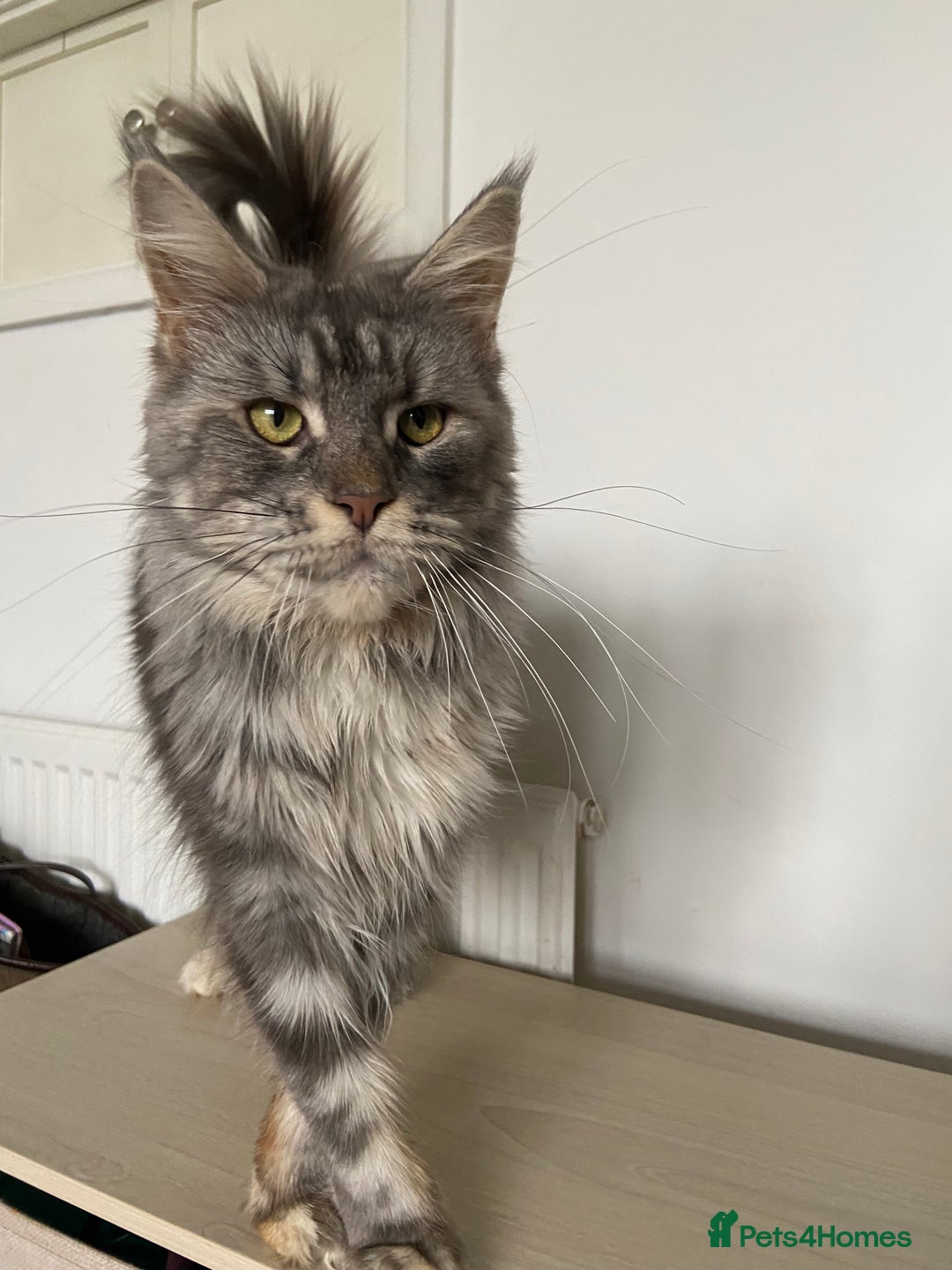 Maine Coon cats for sale: TICA Active Registered Maine Coon Queen  - Advert 7