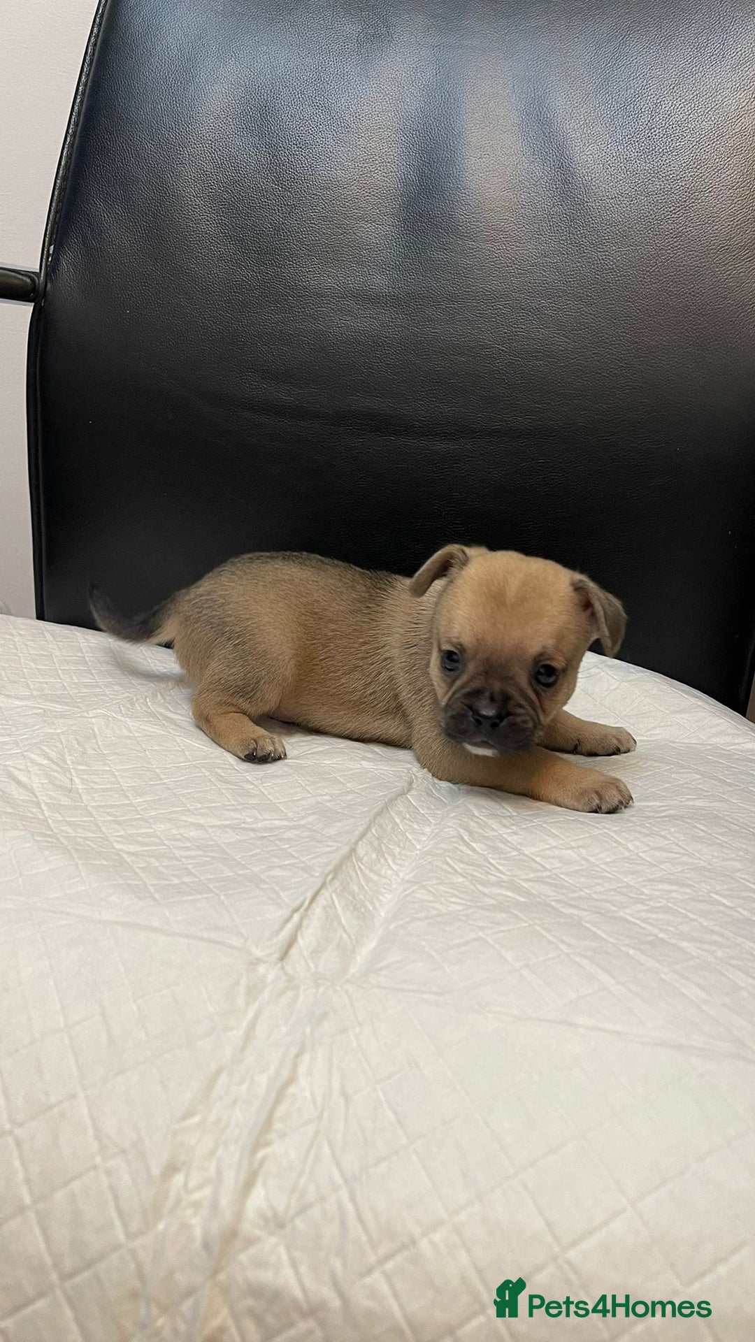 Mixed Breed dogs for sale: French bulldog mixt - Advert 5