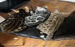 Bengal cats for sale: 🏡Stunning Tica registered Bengal Kittens  🐾 - Image 40
