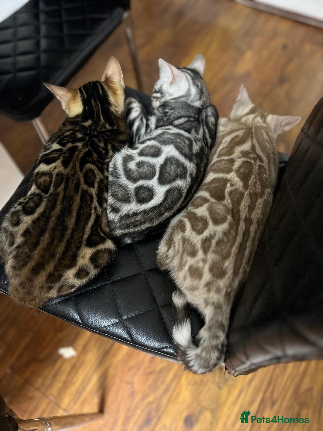 Bengal cats for sale: 🏡Stunning Tica registered Bengal Kittens  🐾 - Image 40