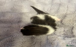British Longhair cats for sale: Black & white kittens  - Image 5