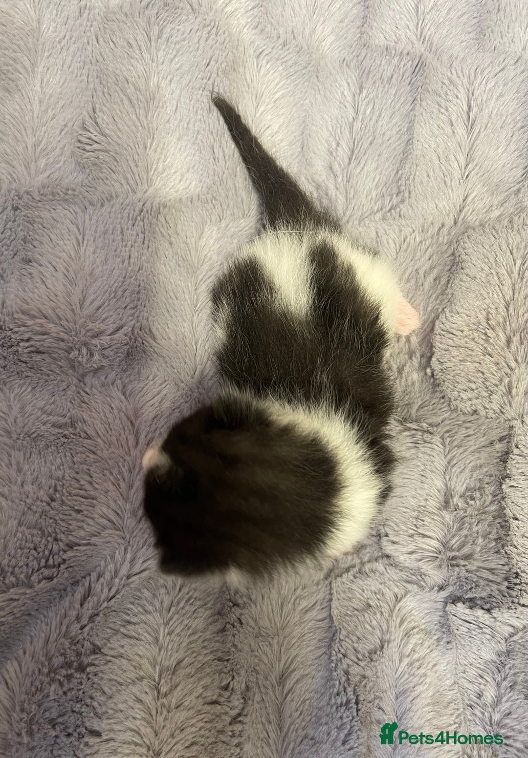British Longhair cats for sale: Black & white kittens  - Image 5
