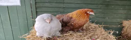 Chickens poultry for sale: Bantam Hens  - Advert 3