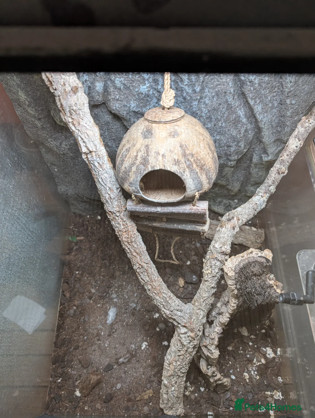 Gecko reptiles for sale: Gargoyle Gecko with Housing for Sale - Advert 4