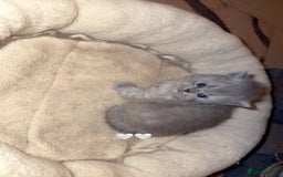 British Shorthair cats for sale: British short hair kittens  - Advert 9