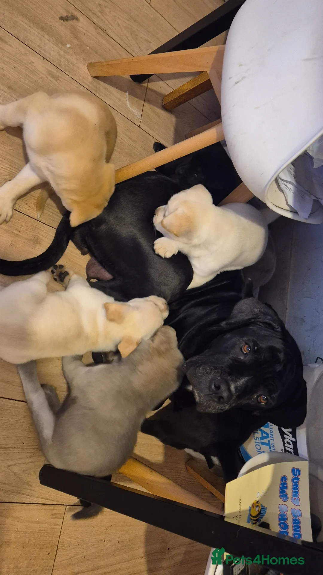 Mixed Breed dogs 12 Cane corso x Chowski royal canin fed - Advert 2