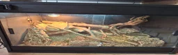 Skink reptiles for sale: Breeding pair of Berber/Schneider skinks - Advert 2