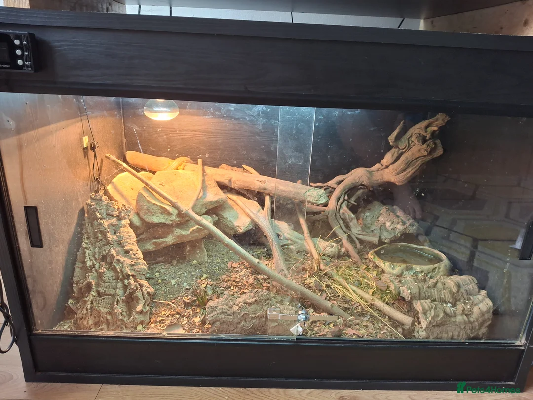 Skink reptiles for sale: Breeding pair of Berber/Schneider skinks - Advert 2
