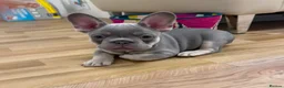 French Bulldog dogs for sale: French bulldog Puppy  in Hook - Advert 5