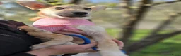 Mixed Breed dogs for adoption: ❤️🐶 BAMBI – SOFT NATURE, BEAUTIFUL BALANCE in Burton-on-Trent - Advert 19