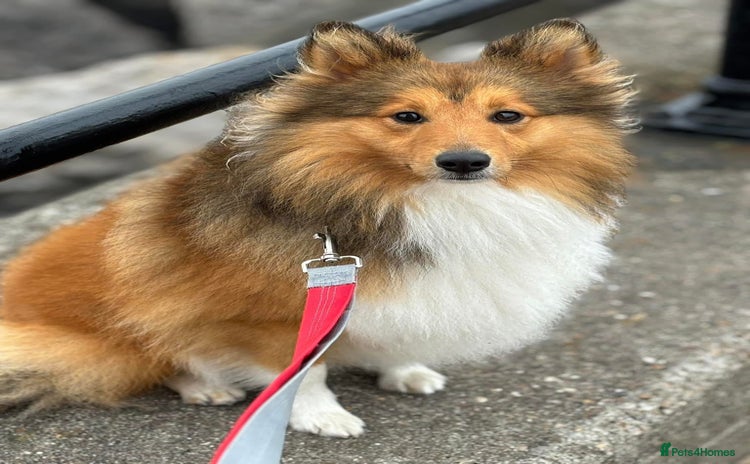 Shetland Sheepdog dogs - Advert 1