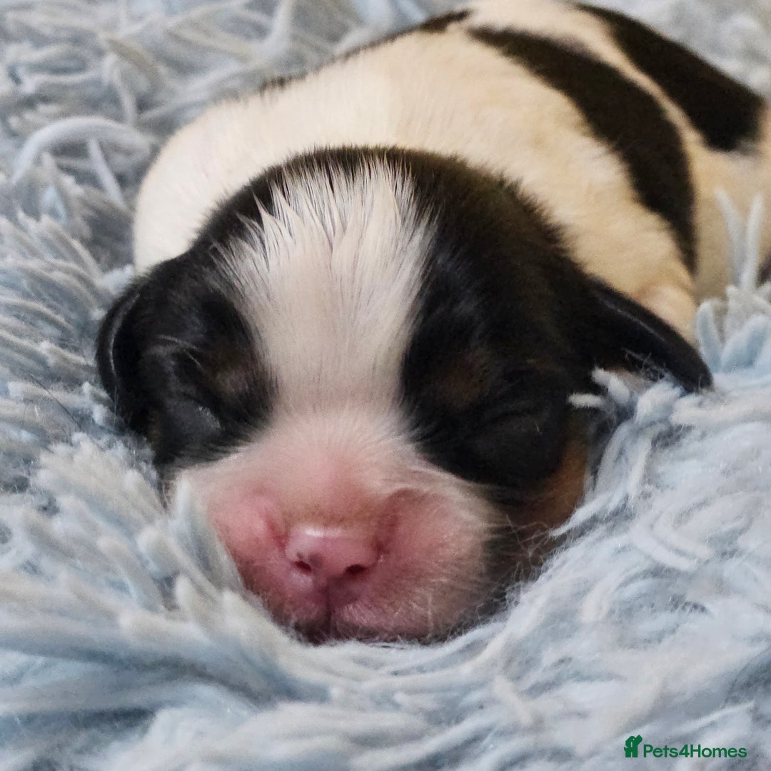 Cavalier King Charles Spaniel dogs for sale: KC REG CAVALIER KING CHARLES SPANIEL PUPPIES - Image 9