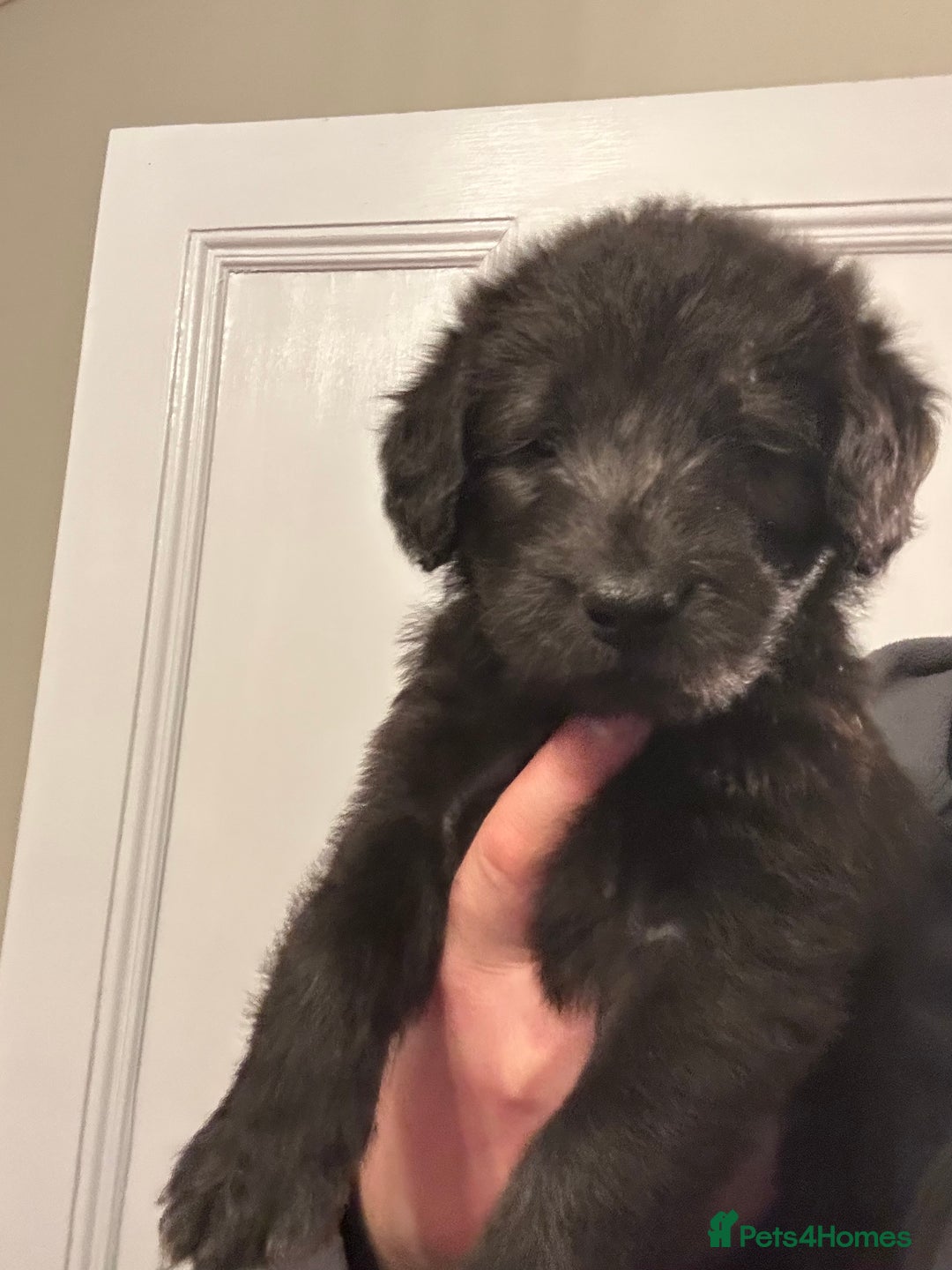 Labradoodle dogs for sale: Adorable Home-Raised F2B Labradoodle Puppies - Advert 7