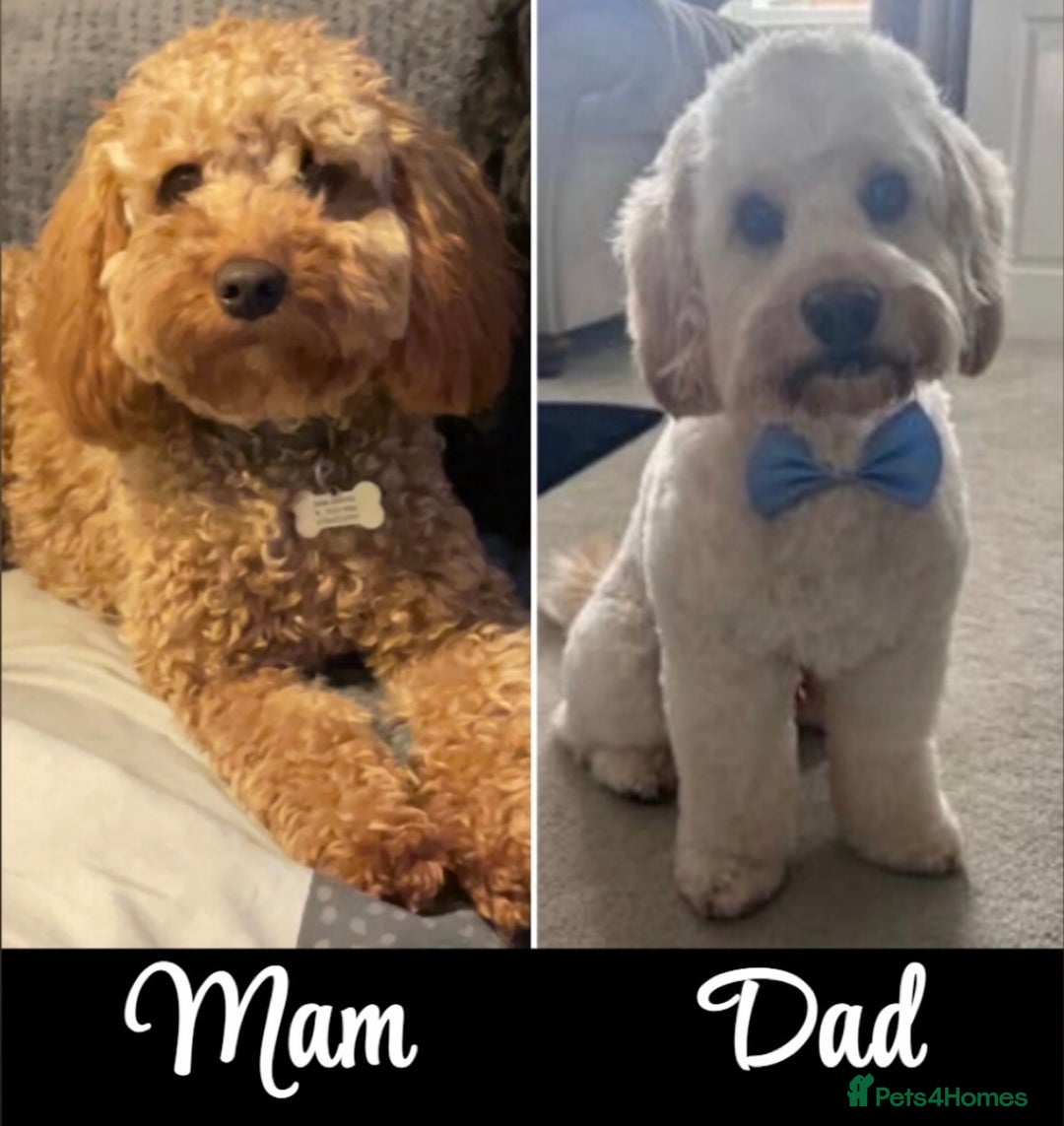 Cockapoo dogs for sale: Third Gen Cockapoos  - Image 1