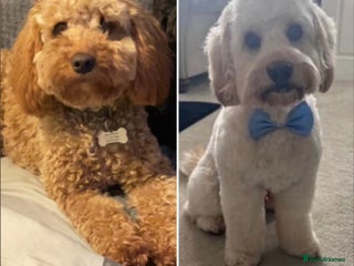 Cockapoo dogs for sale - Advert 1