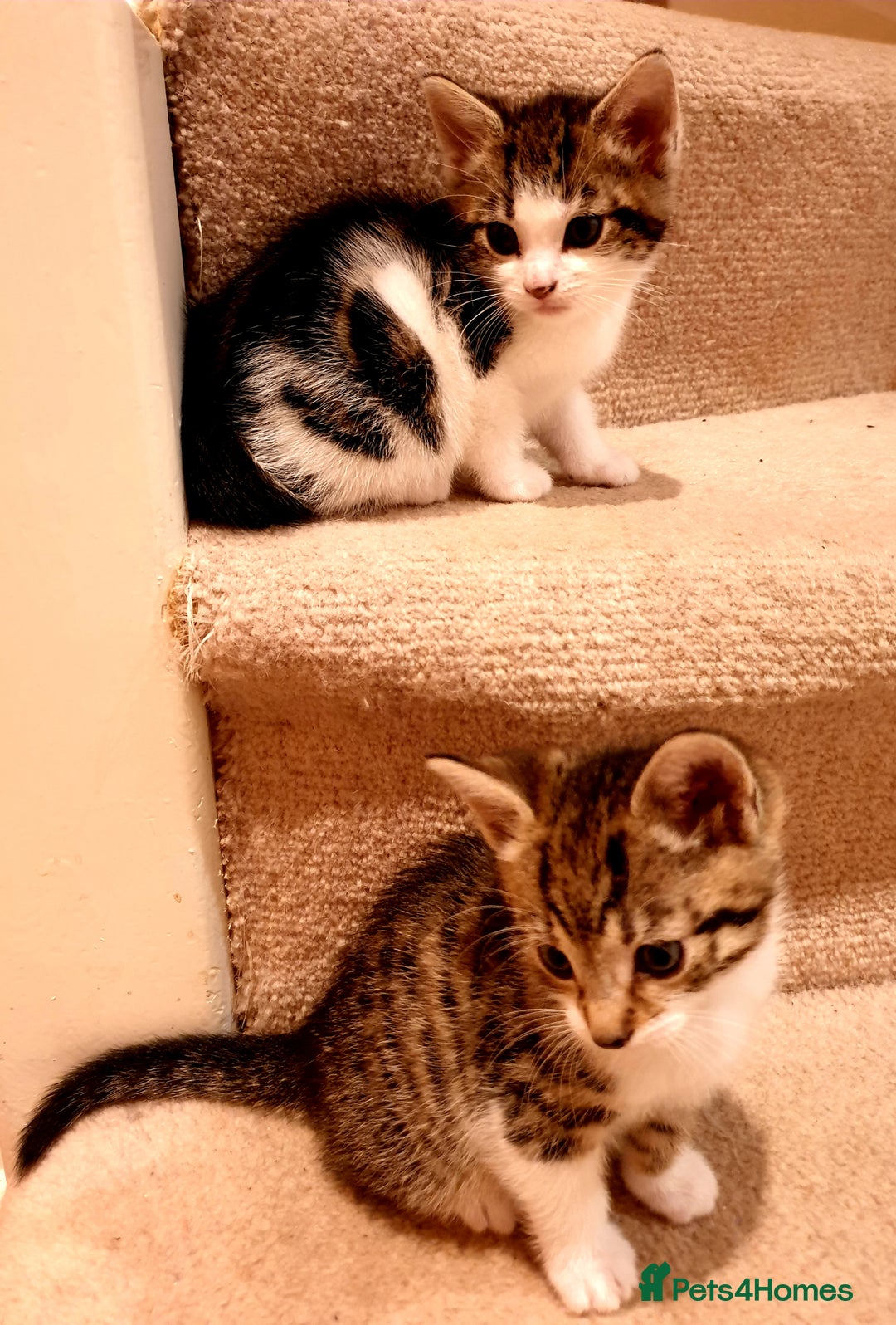 Mixed Breed cats for sale: Adorable trio of kittens  - Image 14