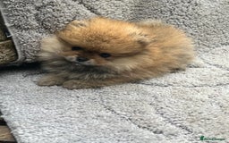 Pomeranian dogs for sale: Pomeranian  puppies  - Image 1