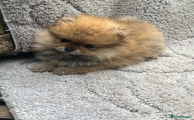 Pomeranian dogs - Advert 14