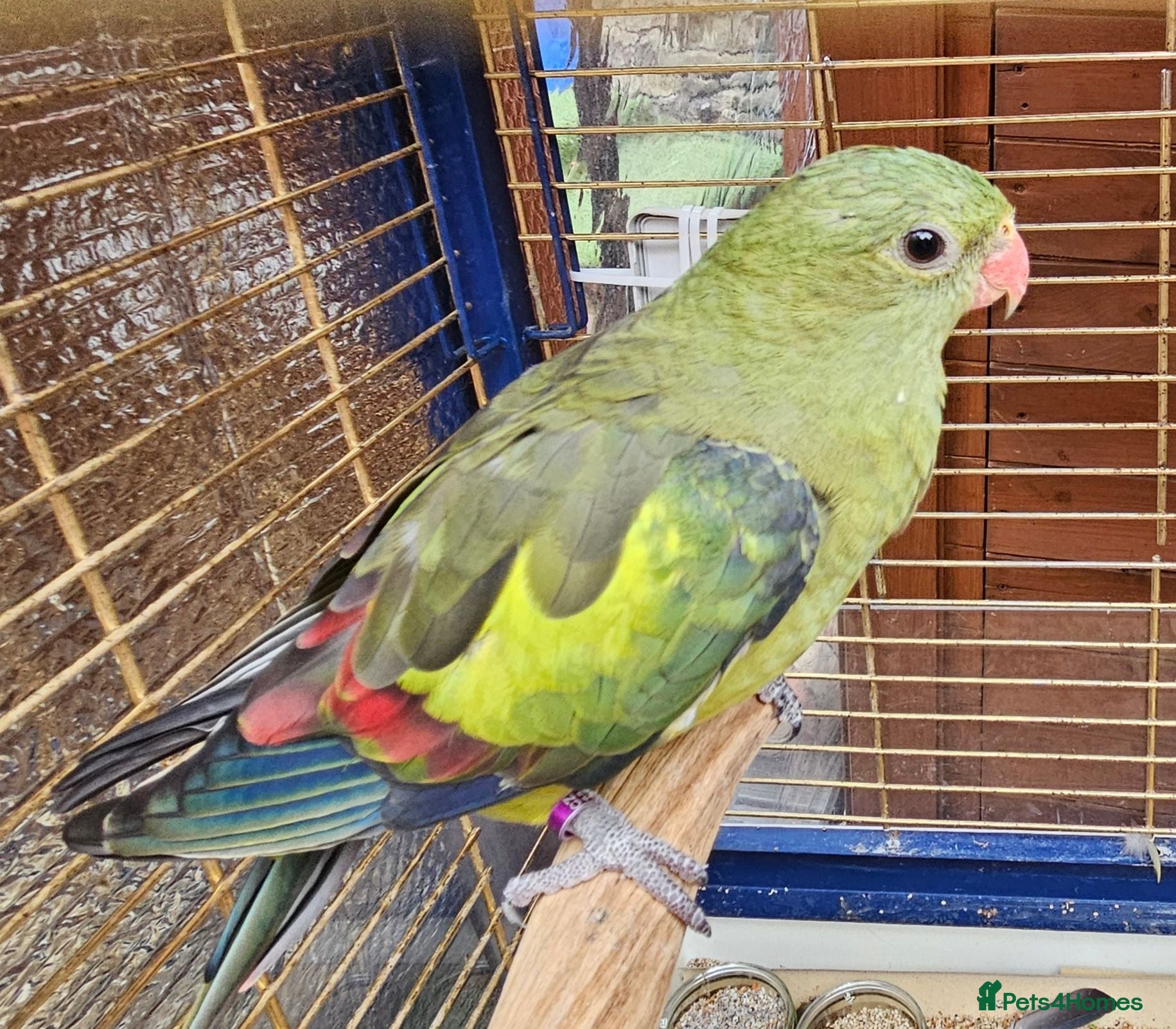 Parrots birds Rock Pebble Parrot, Looking for a Loving Home 🦜❤️ - Advert 1