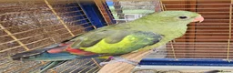Parrots birds for sale: Rock Pebble Parrot, Looking for a Loving Home 🦜❤️ in Birmingham - Advert 1