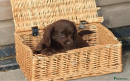 Mixed Breed dogs for sale: Chiweenie Puppies For Sale  - Image 2