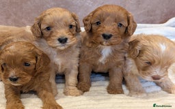 Cavapoo dogs for sale: Beautiful F1b cavapoo puppies health tested - Image 6