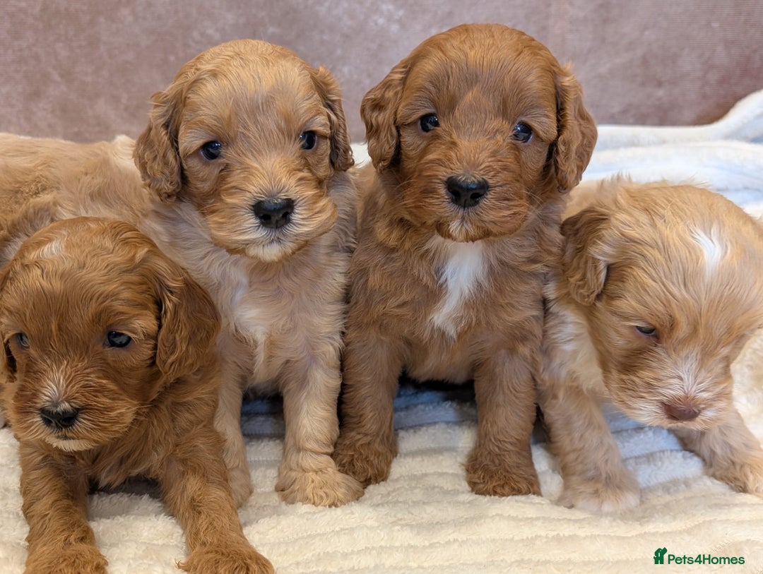 Cavapoo dogs for sale: Beautiful F1b cavapoo puppies health tested - Image 6