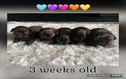 Shih Tzu dogs for sale: Stunning KC chocolate imperial Shihtzu puppies - Image 28