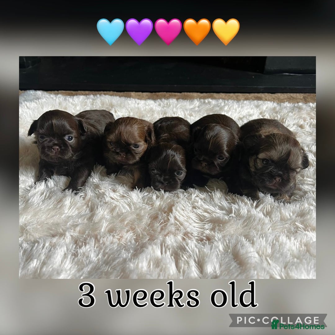 Shih Tzu dogs for sale: Stunning KC chocolate imperial Shihtzu puppies - Image 28