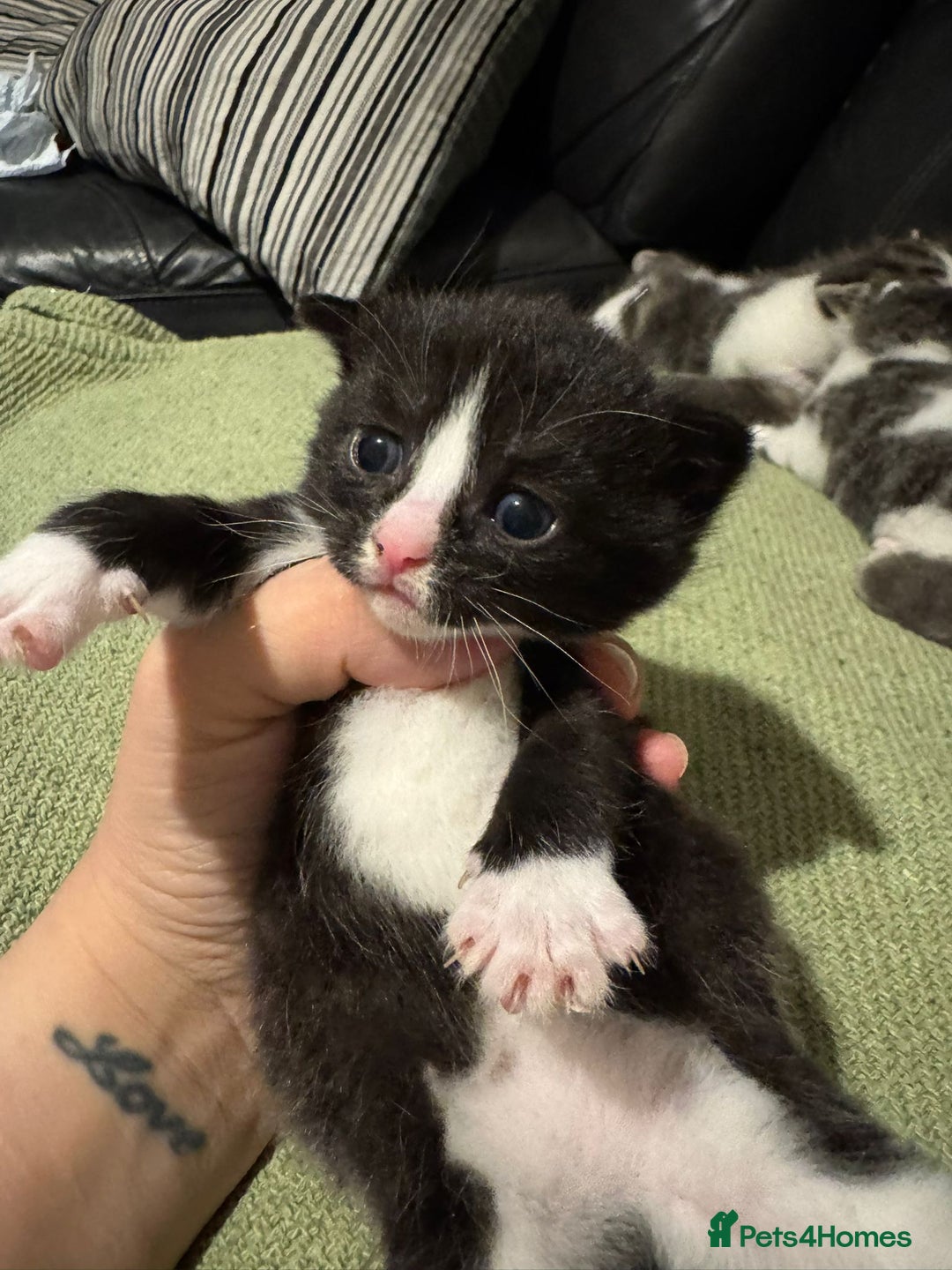 Mixed Breed cats for sale: Russian Blue x Tabby - Advert 14