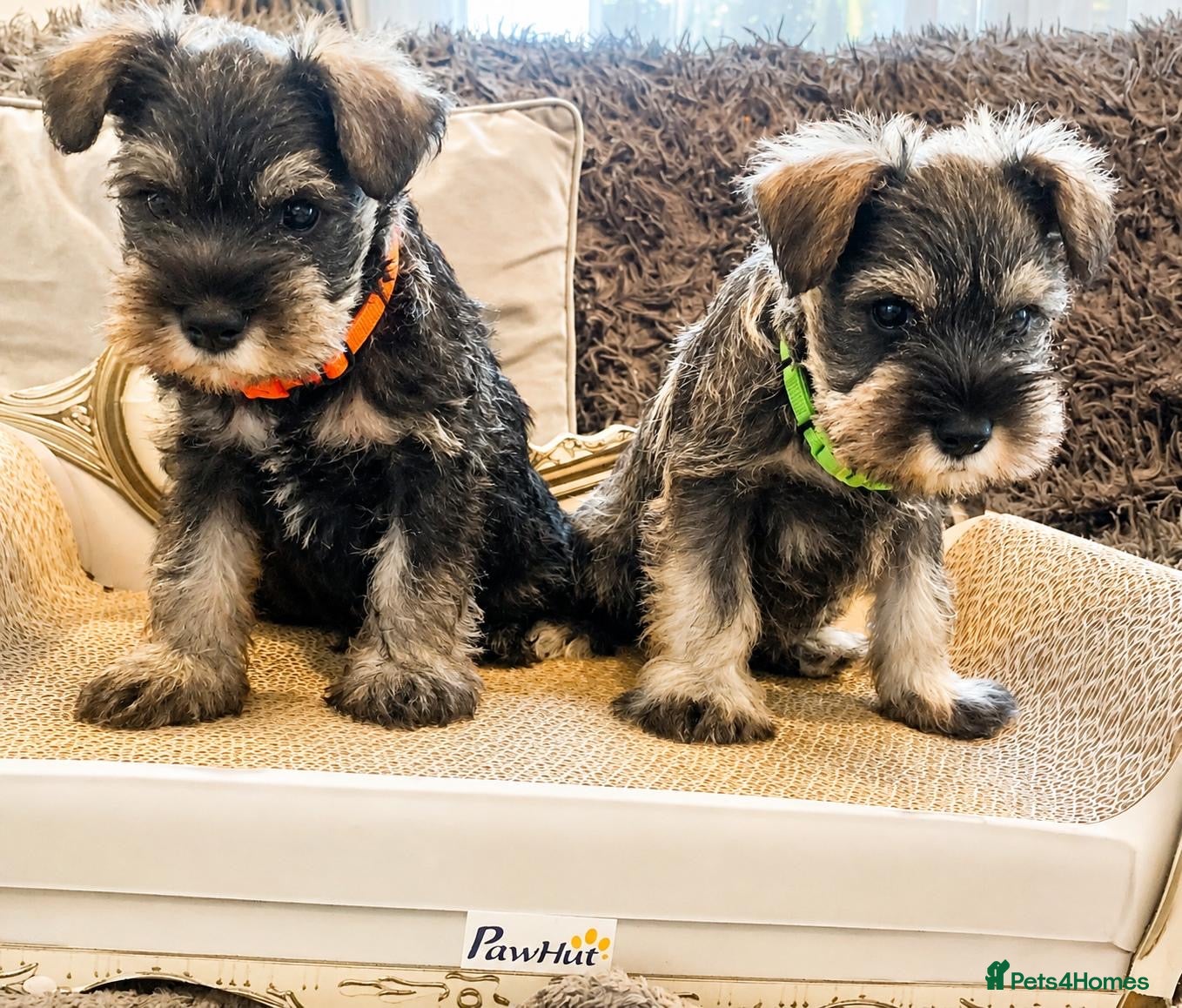 Miniature Schnauzer dogs KC Reg Bva Eye Tested Mini Schnauzer Puppi - Advert 1
