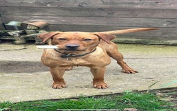 Labrador Retriever dogs for sale: Beautiful KC Registered Labrador Puppies - Image 15