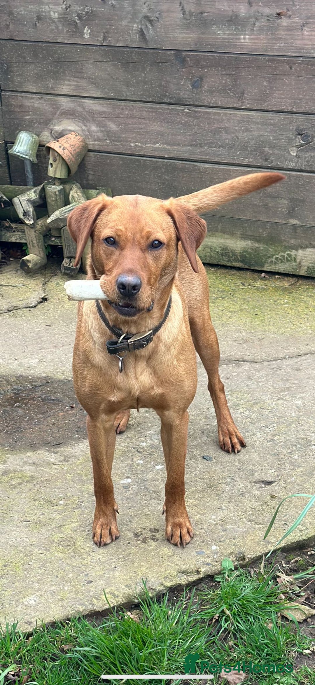 Labrador Retriever dogs for sale: Beautiful KC Registered Labrador Puppies - Image 15