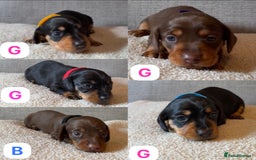 Dachshund dogs for sale: Gorgeous happy puppies  - Image 2